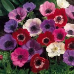 purple red white anemones