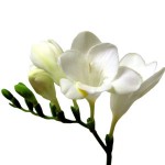 white freesia