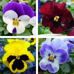 pansies