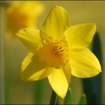 daffodil yellow flower