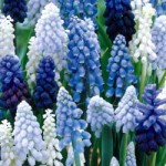 grape hyacinth flowers