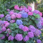 hydrangeas