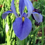 iris flower