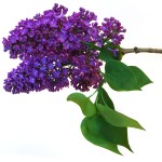 purple lilac flower