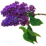 purple lilac flower