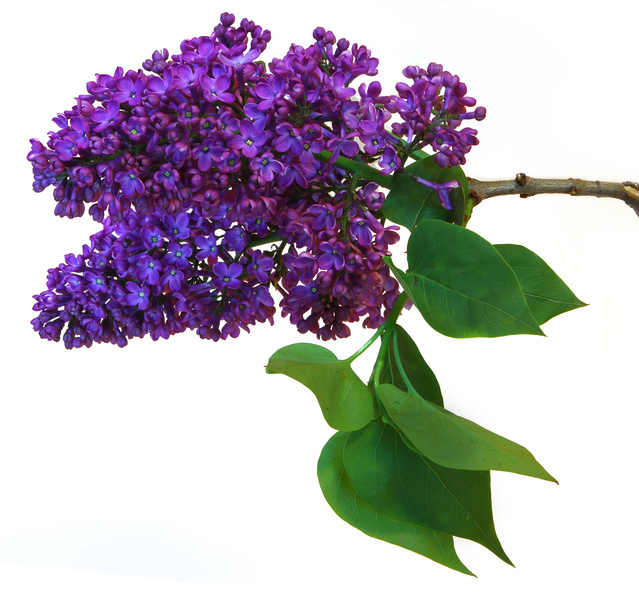 purple lilac flower Lily of the Valley See Bouquets featuring Lily of the 