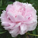 light pink peony