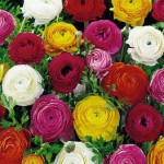 ranunculus flower varieties