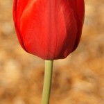 red tulip