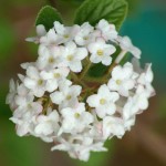 viburnum flower