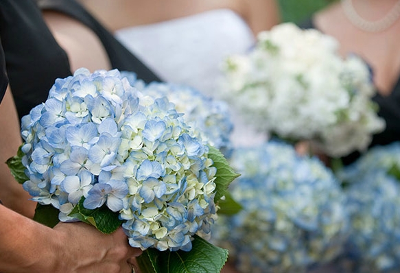 blue hydrangea wedding