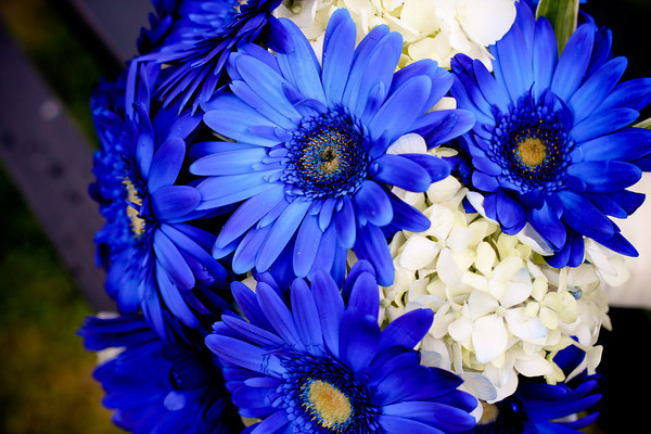 blue daisy bouquet