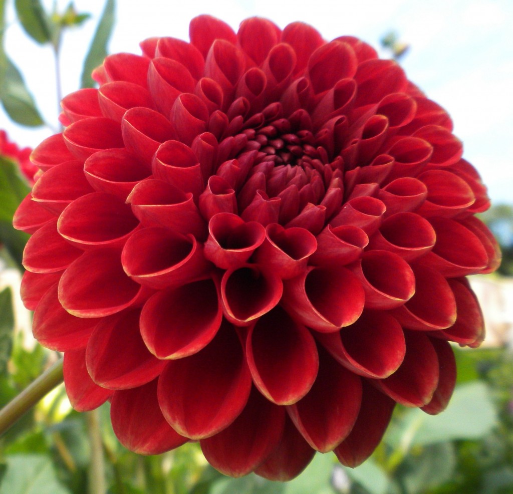 Red Dahlias - Bouquet Wedding Flower