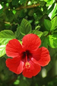 Red Hibiscus