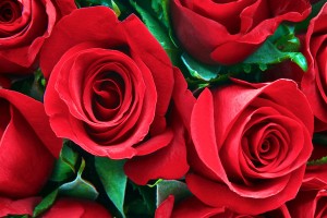 Red Roses