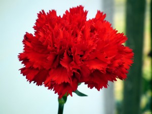 red-carnation
