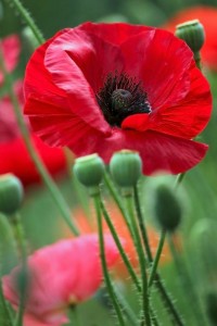 red poppy - anemone wedding flowers