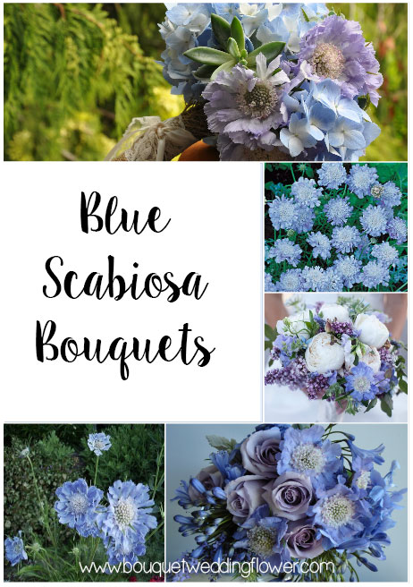 Blue Scabiosa Bouquets
