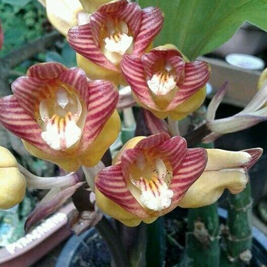 Acanthephippium orchid flower