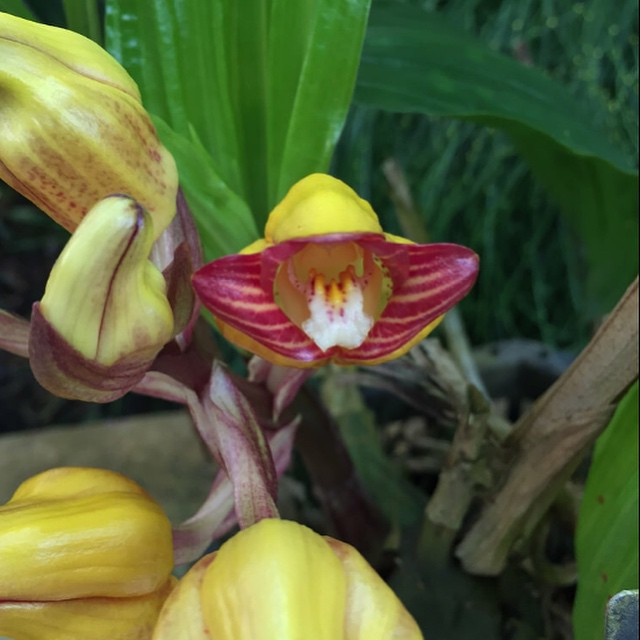 Acanthephippium orchid flower