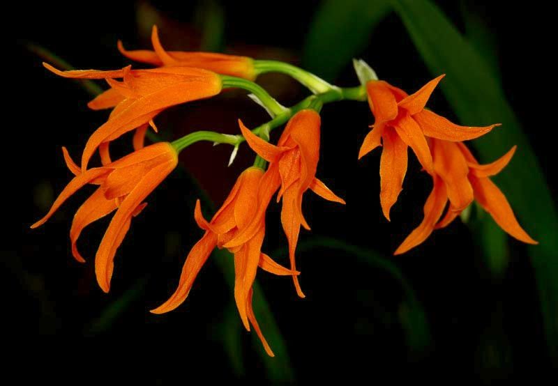 Ada Aurantiaca Orchid Flowers