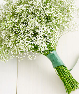 Simple Baby's Breath