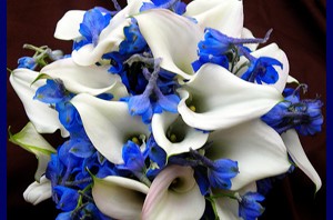 Delphinium and Callas