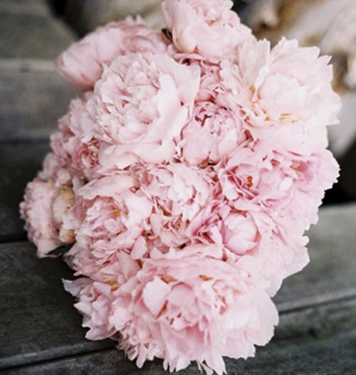 Light Pink Peonies