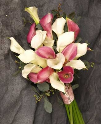 Pink and White Calla