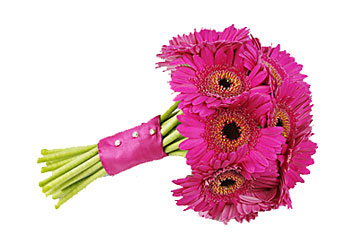 Hot Pink Gerbera