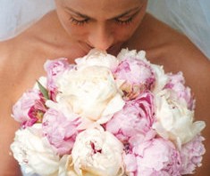 Pink and White Peonies