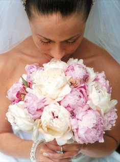 Pink and White Peonies