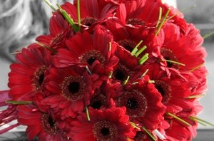 Red Gerbera Bridal