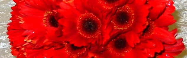 Bright Red Gerbera Bouquet