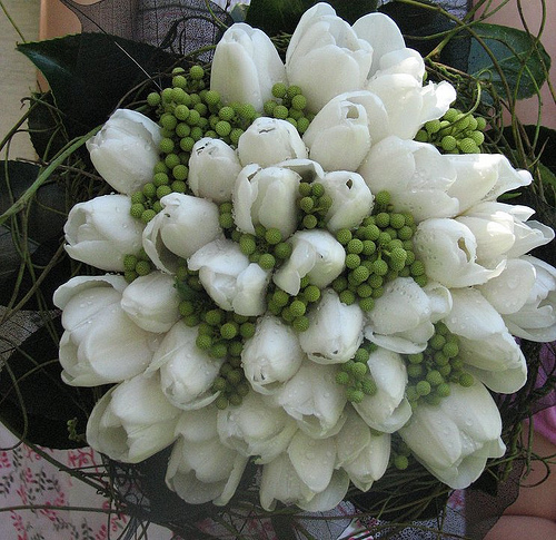 White Tulips and Green Berries