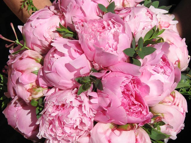 pink peonies bouquet