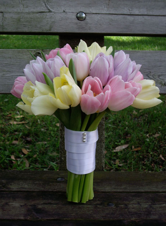 pastel tulips