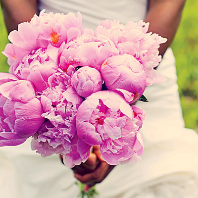 Lovely Pink Peonie