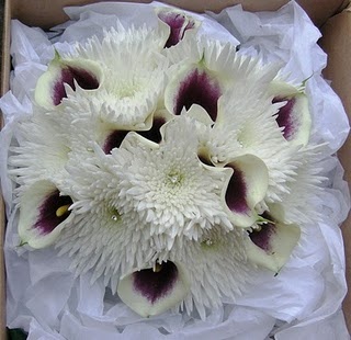 spidermums and callas