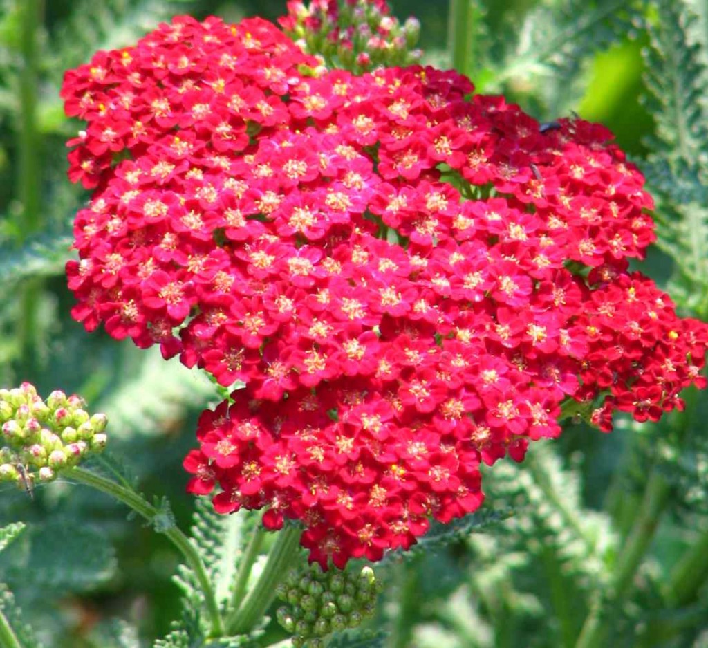 red yarrow wedding flower Bouquet Wedding Flower