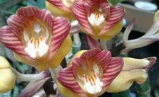 Acanthephippium Blume Orchid
