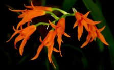 Ada Aurantiaca Orchid Flowers